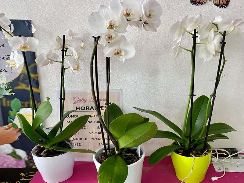 Fleuriste pour mariage Guadeloupe